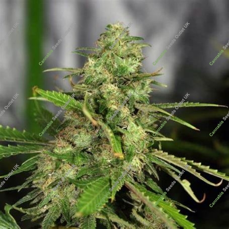 Northern Cheese Feminized Marijuana Strain by Dready Seeds For Sale Online at Cannabis Seeds Outlet