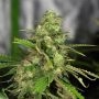 Northern Cheese Feminized Marijuana Strain by Dready Seeds For Sale Online at Cannabis Seeds Outlet