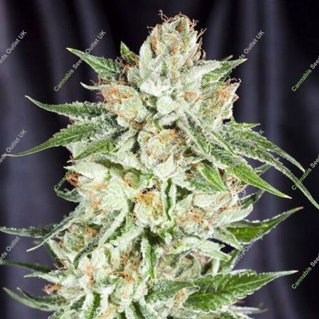 5th Element Feminized Marijuana Strain by Elemental Seeds For Sale Online at Cannabis Seeds Outlet