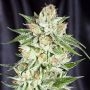 5th Element Feminized Marijuana Strain by Elemental Seeds For Sale Online at Cannabis Seeds Outlet