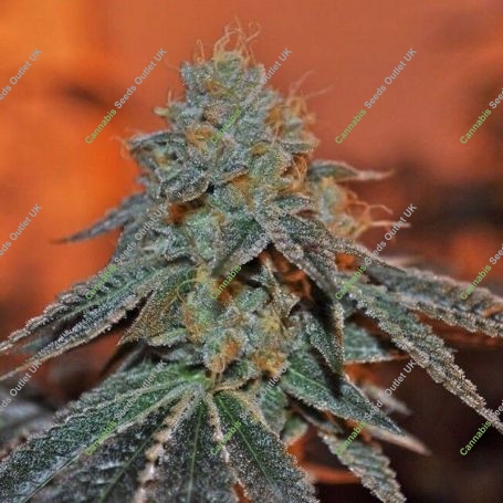 Berry Bomb Feminized Marijuana Strain by Elemental Seeds For Sale Online at Cannabis Seeds Outlet