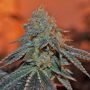 Berry Bomb Feminized Marijuana Strain by Elemental Seeds For Sale Online at Cannabis Seeds Outlet