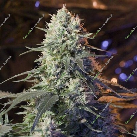 Chaos Kush Feminized Marijuana Strain by Elemental Seeds For Sale Online at Cannabis Seeds Outlet