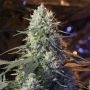 Chaos Kush Feminized Marijuana Strain by Elemental Seeds For Sale Online at Cannabis Seeds Outlet