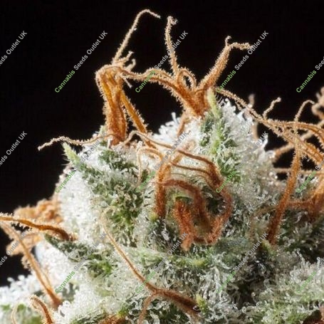 Grizzly Kush Regular Marijuana Strain by Elemental Seeds For Sale Online at Cannabis Seeds Outlet