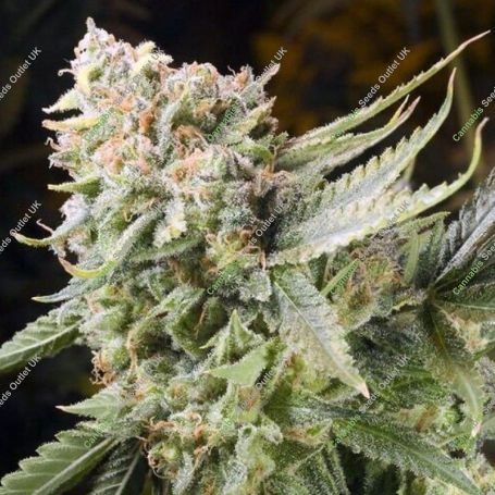 Gummy Bears Feminized Marijuana Strain by Elemental Seeds For Sale Online at Cannabis Seeds Outlet