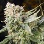 Gummy Bears Feminized Marijuana Strain by Elemental Seeds For Sale Online at Cannabis Seeds Outlet