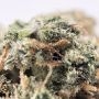 Elemental Seeds Gummy Bears Smoke Buds Weed Ganja Skunk Dope Pot Images Pics Nuggets