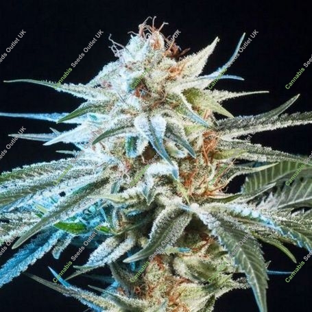 Honey Banana Feminized Marijuana Strain by Elemental Seeds For Sale Online at Cannabis Seeds Outlet