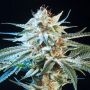 Honey Banana Feminized Marijuana Strain by Elemental Seeds For Sale Online at Cannabis Seeds Outlet
