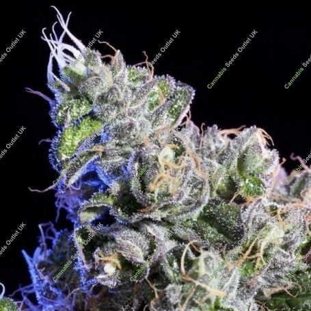 Huckleberry Regular Marijuana Strain by Elemental Seeds For Sale Online at Cannabis Seeds Outlet