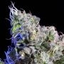Huckleberry Regular Marijuana Strain by Elemental Seeds For Sale Online at Cannabis Seeds Outlet