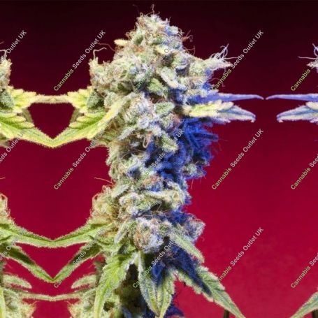 Mango Tango Regular Marijuana Strain by Elemental Seeds For Sale Online at Cannabis Seeds Outlet