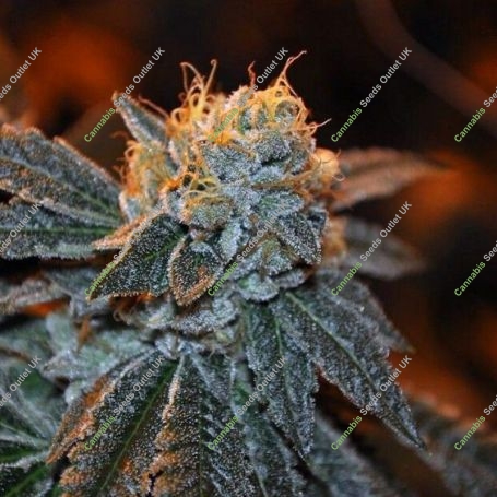 Trueberry Regular Marijuana Strain by Elemental Seeds For Sale Online at Cannabis Seeds Outlet