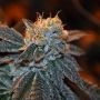 Trueberry Regular Marijuana Strain by Elemental Seeds For Sale Online at Cannabis Seeds Outlet