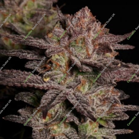 Don Quixote Regular Marijuana Strain by Emerald Mountain Legacy For Sale Online at Cannabis Seeds Outlet