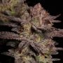 Don Quixote Regular Marijuana Strain by Emerald Mountain Legacy For Sale Online at Cannabis Seeds Outlet