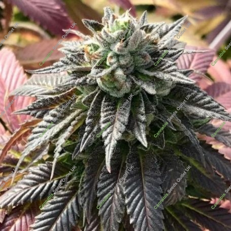 Dumpster Fire Regular Marijuana Strain by Emerald Mountain Legacy For Sale Online at Cannabis Seeds Outlet
