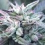 Queens Black Lime Pie Regular Marijuana Strain by Emerald Mountain Legacy For Sale Online at Cannabis Seeds Outlet