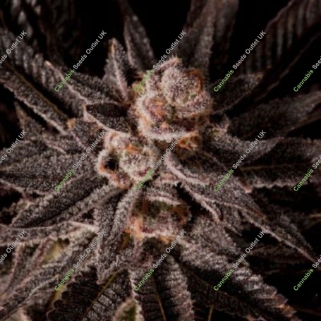 Queens Candy Regular Marijuana Strain by Emerald Mountain Legacy For Sale Online at Cannabis Seeds Outlet