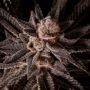 Queens Candy Regular Marijuana Strain by Emerald Mountain Legacy For Sale Online at Cannabis Seeds Outlet