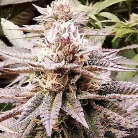 Queens Sangria Regular Marijuana Strain by Emerald Mountain Legacy For Sale Online at Cannabis Seeds Outlet