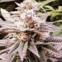 Queens Sangria Regular Marijuana Strain by Emerald Mountain Legacy For Sale Online at Cannabis Seeds Outlet