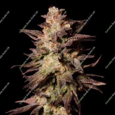 Royal Limez Regular Marijuana Strain by Emerald Mountain Legacy For Sale Online at Cannabis Seeds Outlet