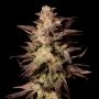 Royal Limez Regular Marijuana Strain by Emerald Mountain Legacy For Sale Online at Cannabis Seeds Outlet