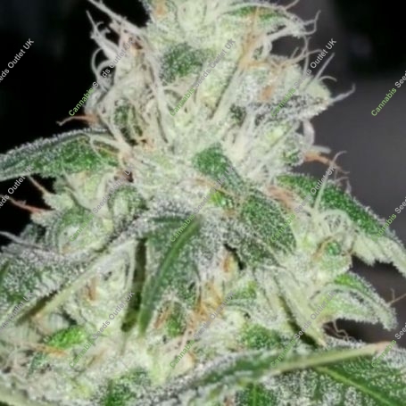 Royal Mauiberry Regular Marijuana Strain by Emerald Mountain Legacy For Sale Online at Cannabis Seeds Outlet
