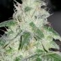 Royal Mauiberry Regular Marijuana Strain by Emerald Mountain Legacy For Sale Online at Cannabis Seeds Outlet