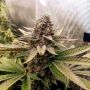 Emerald Mountain Legacy Royal Mauiberry Smoke Buds Weed Ganja Skunk Dope Pot Images Pics Nuggets