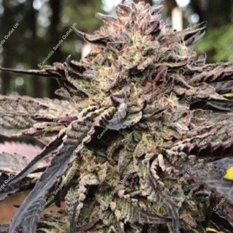 Royal Wedding Regular Marijuana Strain by Emerald Mountain Legacy For Sale Online at Cannabis Seeds Outlet