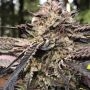 Royal Wedding Regular Marijuana Strain by Emerald Mountain Legacy For Sale Online at Cannabis Seeds Outlet