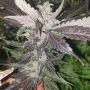 Royal with Cherries Regular Marijuana Strain by Emerald Mountain Legacy For Sale Online at Cannabis Seeds Outlet