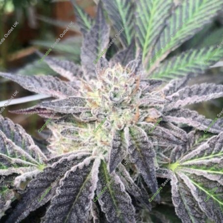 Rum Cream Regular Marijuana Strain by Emerald Mountain Legacy For Sale Online at Cannabis Seeds Outlet