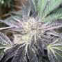 Rum Cream Regular Marijuana Strain by Emerald Mountain Legacy For Sale Online at Cannabis Seeds Outlet