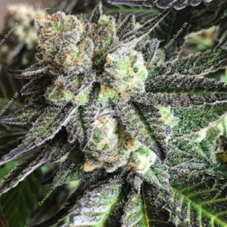 Tar Pit Regular Marijuana Strain by Emerald Mountain Legacy For Sale Online at Cannabis Seeds Outlet