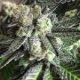 Tar Pit Regular Marijuana Strain by Emerald Mountain Legacy For Sale Online at Cannabis Seeds Outlet