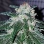 Tinky Winky Regular Marijuana Strain by Emerald Mountain Legacy For Sale Online at Cannabis Seeds Outlet
