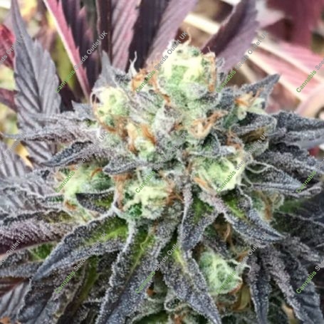 TL DR Regular Marijuana Strain by Emerald Mountain Legacy For Sale Online at Cannabis Seeds Outlet