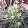 TL DR Regular Marijuana Strain by Emerald Mountain Legacy For Sale Online at Cannabis Seeds Outlet
