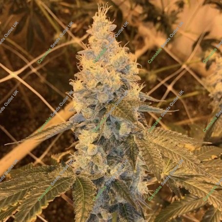 Garlic Grapes Regular Marijuana Strain by Fidels Seed Company For Sale Online at Cannabis Seeds Outlet