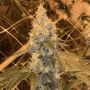 Garlic Grapes Regular Marijuana Strain by Fidels Seed Company For Sale Online at Cannabis Seeds Outlet