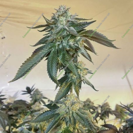 Gemelo Regular Marijuana Strain by Fidels Seed Company For Sale Online at Cannabis Seeds Outlet