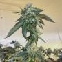 Gemelo Regular Marijuana Strain by Fidels Seed Company For Sale Online at Cannabis Seeds Outlet