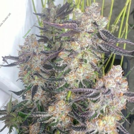 Greasy Grapes Regular Marijuana Strain by Fidels Seed Company For Sale Online at Cannabis Seeds Outlet