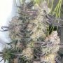 Greasy Grapes Regular Marijuana Strain by Fidels Seed Company For Sale Online at Cannabis Seeds Outlet