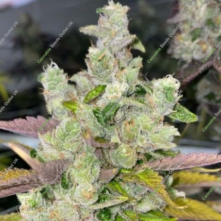 Peach Pound Cake Regular Marijuana Strain by Fidels Seed Company For Sale Online at Cannabis Seeds Outlet
