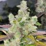 Peach Pound Cake Regular Marijuana Strain by Fidels Seed Company For Sale Online at Cannabis Seeds Outlet
